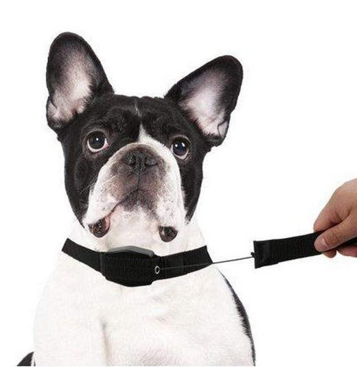 2 in 1 Retractable Leash & Collar_0